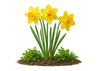 Bright yellow daffodil flowers emerging from dark soil, green stems visible, representing seasonal growth and springtime renewal