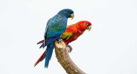 Obraz premium Pair of Colorful Parrots Perched on Tree Branch in Bright Natural Light