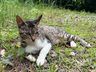 草原でくつろぐ野良猫