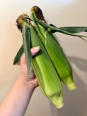 	採れたて新鮮トウモロコシ