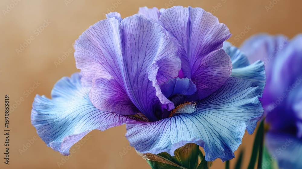 Poster iris transition for minimal flare concept. beautiful purple iris flower displaying intricate petal p