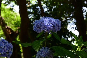 梅雨の晴れ間に咲く紫陽花