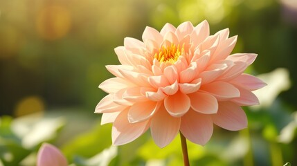 Delicate peach dahlia in sunlight