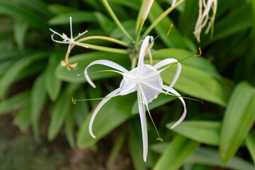 Tropical Spider Lily in Bloom - Dominican Republic