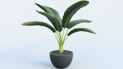 Dark gray pot holds vibrant tropical plant