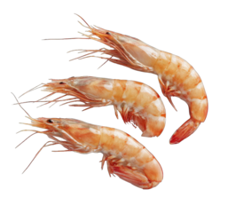 Three whole shrimp, light orange-pink hue, arranged in a loose group, with visible delicate tails and long, feathery antennae