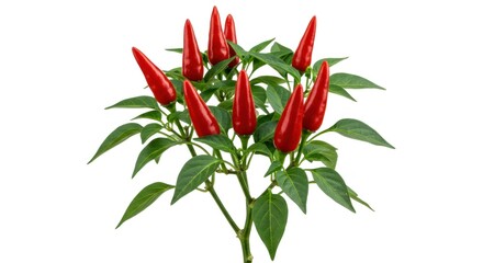 Red Chili Pepper Plant with Vibrant Red Peppers and Green Leaves on White Background
