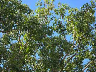 bodhi tree with blue sky