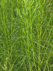 Fototapeta premium close up of the young green leaves dill