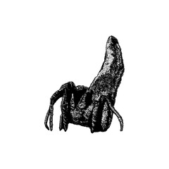 twig spider hand drawing vector isolated on background.