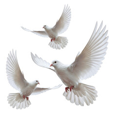 Fototapeta premium Photo of three white doves are captured in midflight, their wings spread wide against a stark transparent background, symbolizing peace and freedom