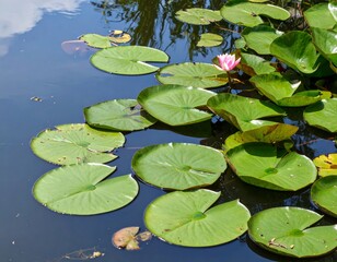 White water lilies grace a tranquil pond, their delicate flowers and pads reflecting the beauty of nature's aquatic garden