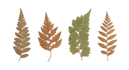 Four pressed fern fronds two brown one green arranged vertically.
