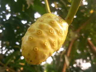 close up photo of noni fruit