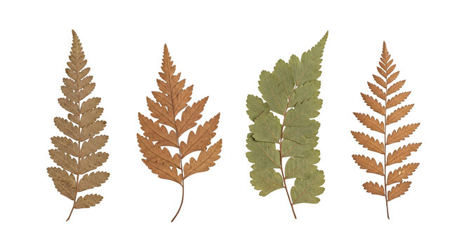 Four pressed fern fronds two brown one green arranged vertically. - Powered by Adobe