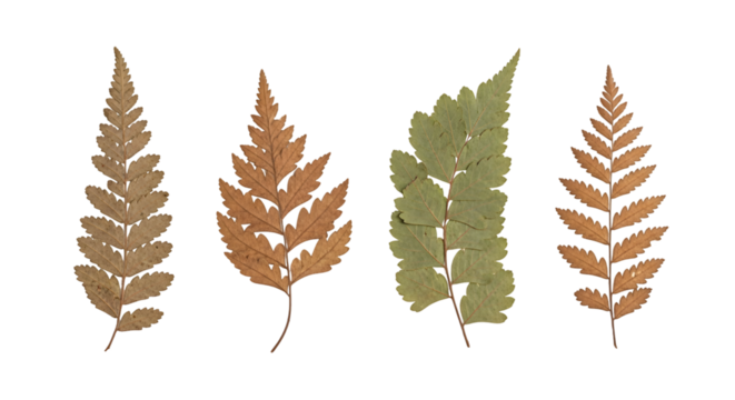 Four pressed fern fronds two brown one green arranged vertically.