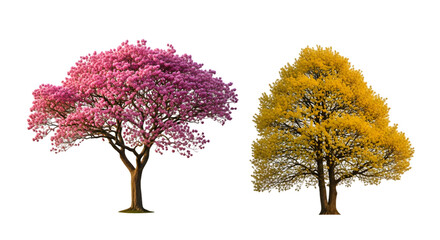 Two flowering trees Pink Tabebuia with dense blooms and Golden Trumpet tree.