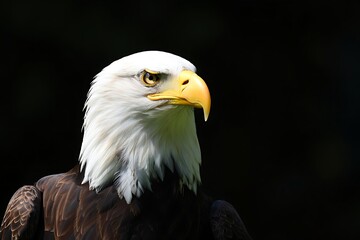Fototapeta premium american bald eagle