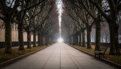 Fototapeta premium Serene Pathway Flanked by Tree Canopy in Misty Atmosphere