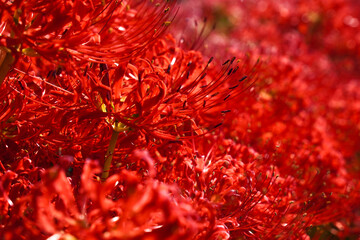 彼岸花のアップ