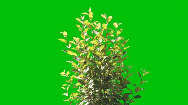 green grass on green background