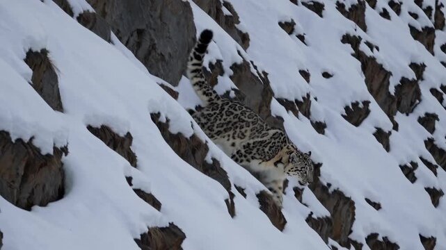 A snow leopard carefully moves across rocky cliffs blanketed in snow, demonstrating its agility and strength while adapting to harsh conditions in the wild
