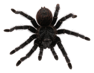Fuzzy Black Spider, Top-Down, Textured Body, Stealthy, Isolated on Transparent