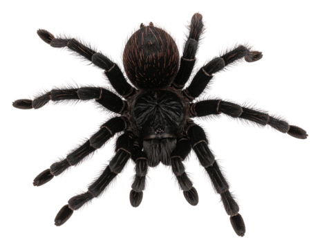 Fuzzy Black Spider, Top-Down, Textured Body, Stealthy, Isolated on Transparent