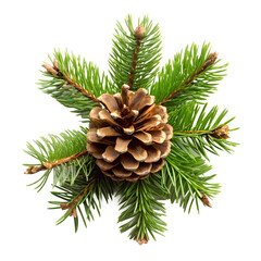 Pine or Christmas Tree, Evergreen Holiday Plant PNG for Winter, Nature, and Festive Designs