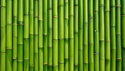 Fototapeta premium A vibrant green bamboo wall. Close-up view