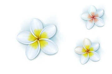 Dok Champa flower
Plumeria flower Laos
Frangipani isolated white background
Laos national flower
Tropical plumeria blossom