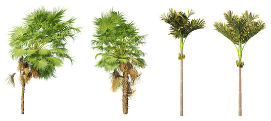 Mixed Tropical Palms with Areca – High-Resolution PNG Cutouts for Archviz