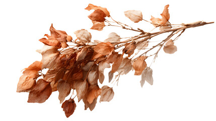 Fototapeta premium dry oak leaves