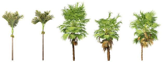 Areca and Fan Palm Trees Pack – Tropical Cutouts for Visualization & Design
