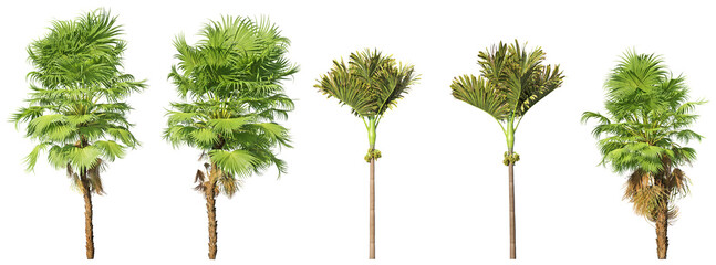 Dual Tree Combo – Areca and Fan Palm PNGs for Design, Render & Archviz