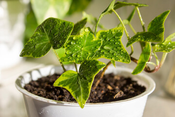 Green ivy Hedera helix Goldchild in white pot. English Ivy variegated leaves with dew drops.