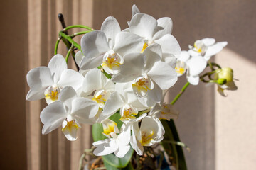 Macro photography of white orchid in sunlight. Beautiful Phalaenopsis multiflora flowers in home interior.