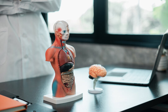 Anatomical model of human torso and brain on a desk in a medical office, with a laptop and window in the background.
