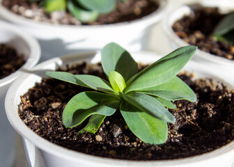 Young Eustoma flowers seedlings in white pots. Selective focus.