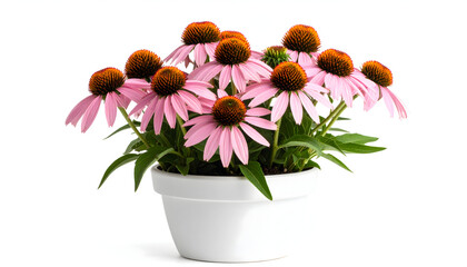 Obraz premium Pink Coneflowers in White Pot on White Background