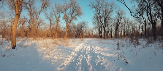 Sunlit snow-covered path winds through a winter forest of leafless trees under a clear blue sky