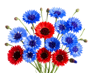 Botanical Cluster of Lechenaultia Flowers in Blue and Red with Green Sprigs, Transparent PNG.