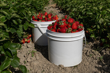 red ripe strawberry in white plastic bucket on the ground in a farm