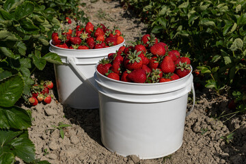 red ripe strawberry in white plastic bucket on the ground in a farm