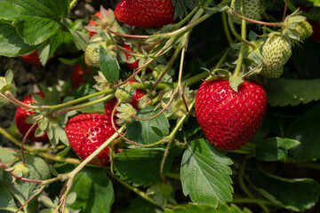 ripe red strawberries grow on a bush with green leaves farm field summer time
