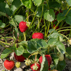 ripe red strawberries grow on a bush with green leaves farm field summer time