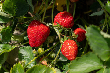 ripe red strawberries grow on a bush with green leaves farm field summer time