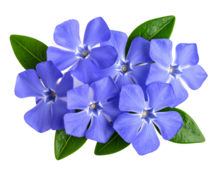 Set of Periwinkle Flower with Five Petals, Front View, Isolated on Transparent Background.