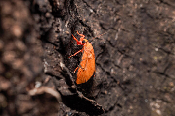 Eilema rubrescens – Bright red moth on tree bark, side macro angle