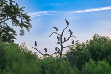 Silhouettes of 13 wood storks poised on weathered cypress limbs at Circle B Bar Reserve